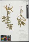 Foto von Salix alba L. x Salix fragilis L.